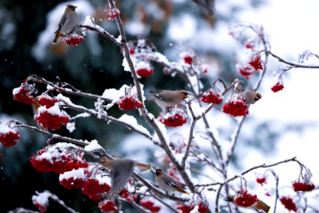 Bohemian Waxwing