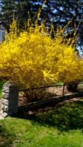 Forsythia