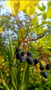 Chionanthus virginicus
