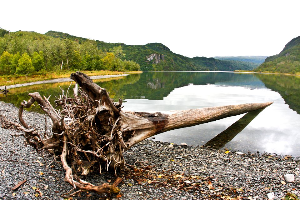 Driftwood on Uganik Lake