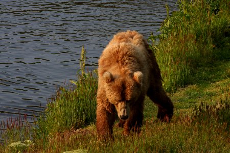 Sow at Dog Salmon River photo