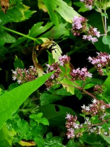 Snowberry clearwing moth (Hemaris diffinis) visiting oregano (Origanum vulgare)