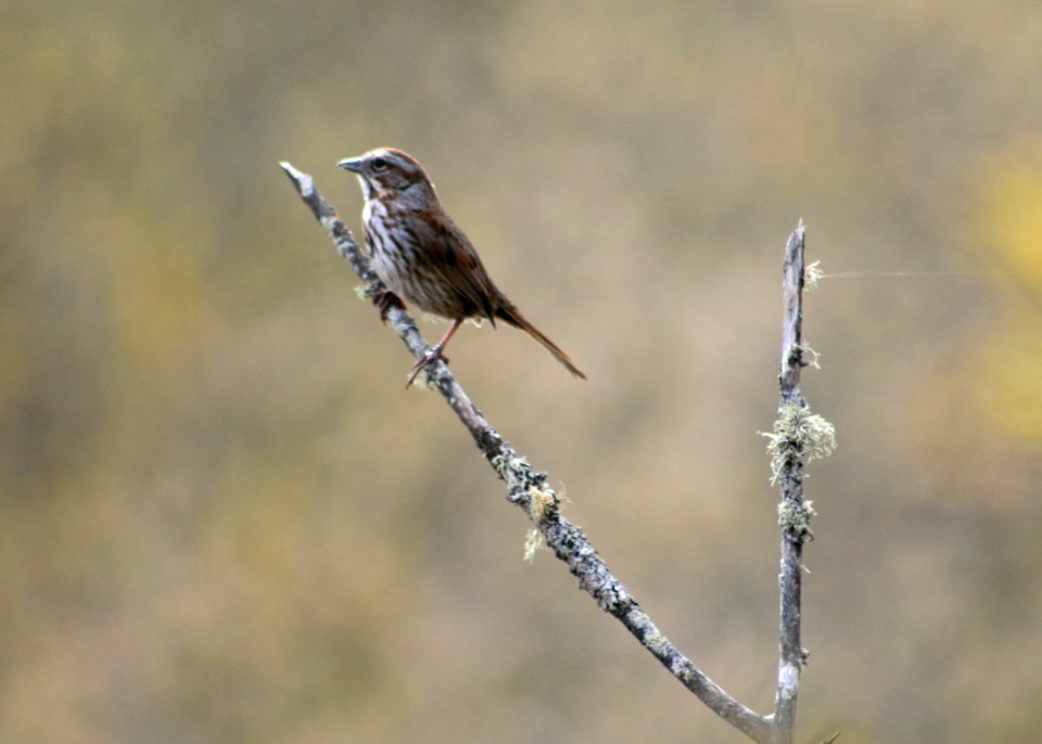 1252 song sparrow munsel odfw