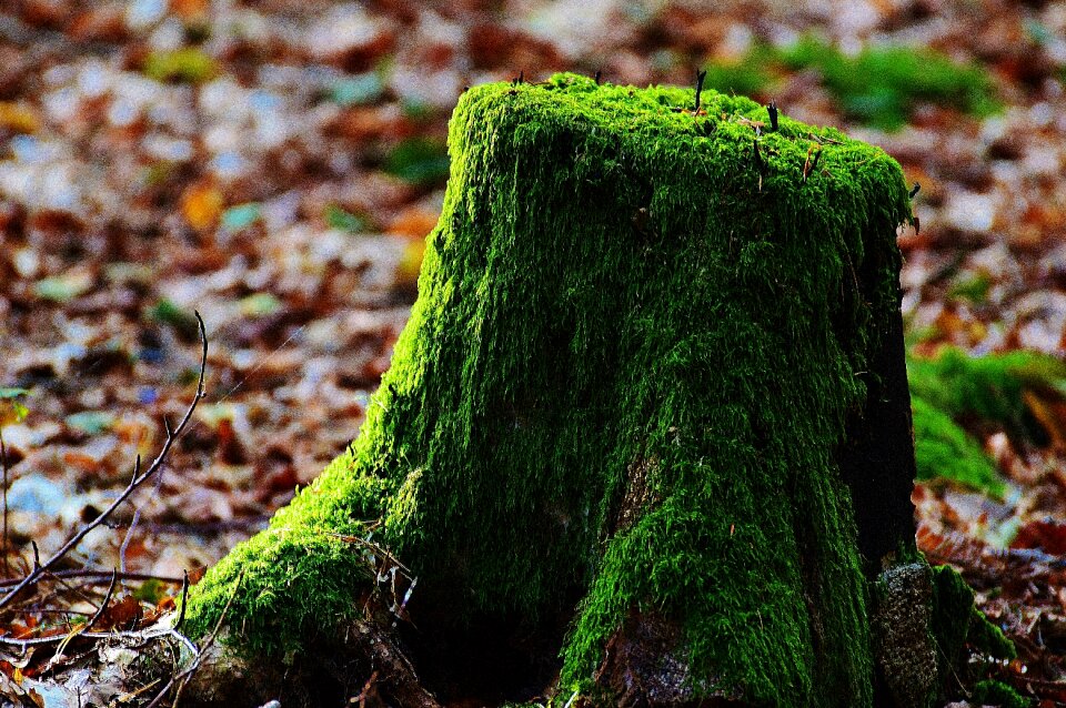 Forest green nature