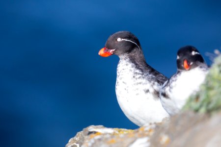 Parakeet auklets photo