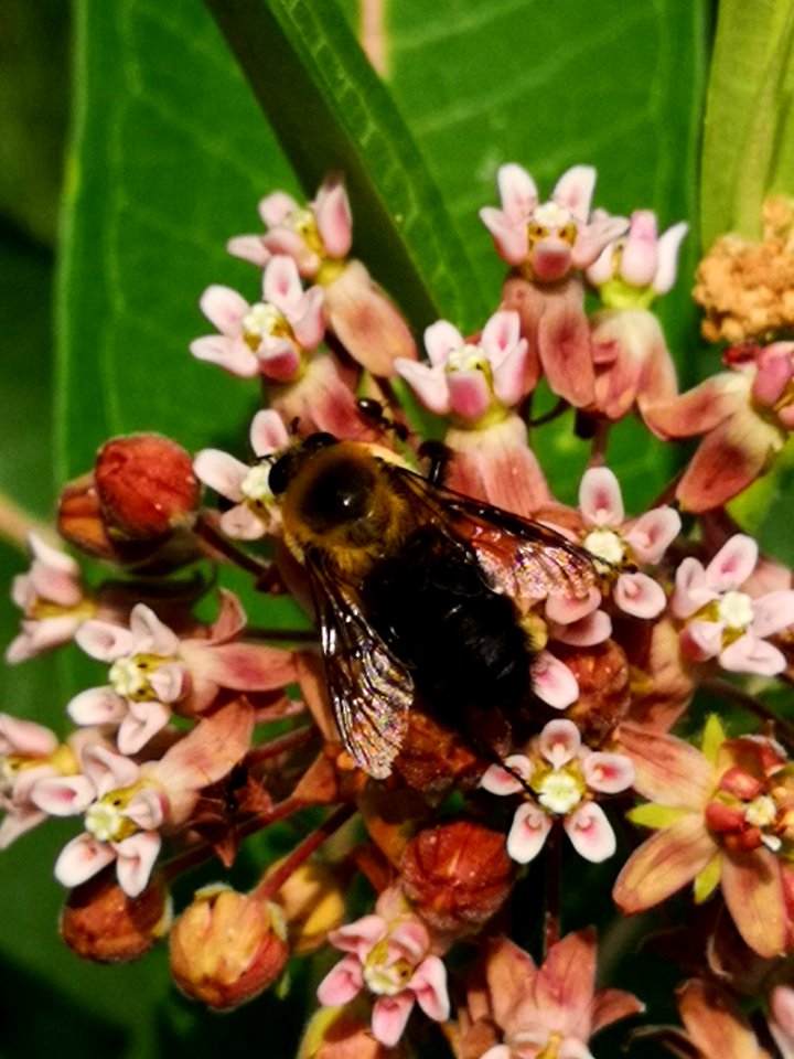 Bumblebee visiting common milkweed (Asclepias syriaca)