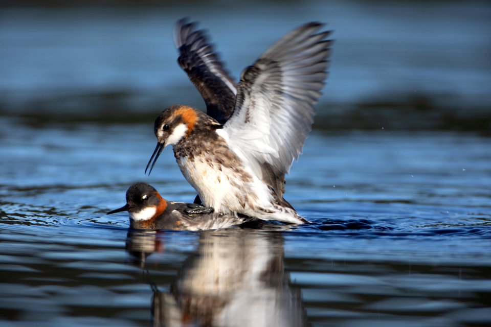 Red-necked phalaropes mating