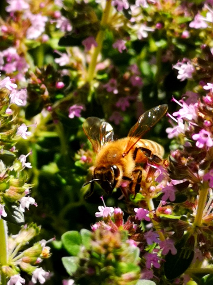 Honeybee visiting thyme flowers Thymus praecox