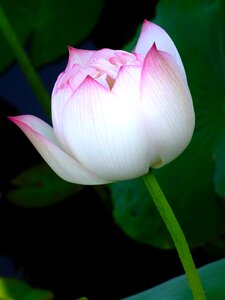 Beautiful material pink red