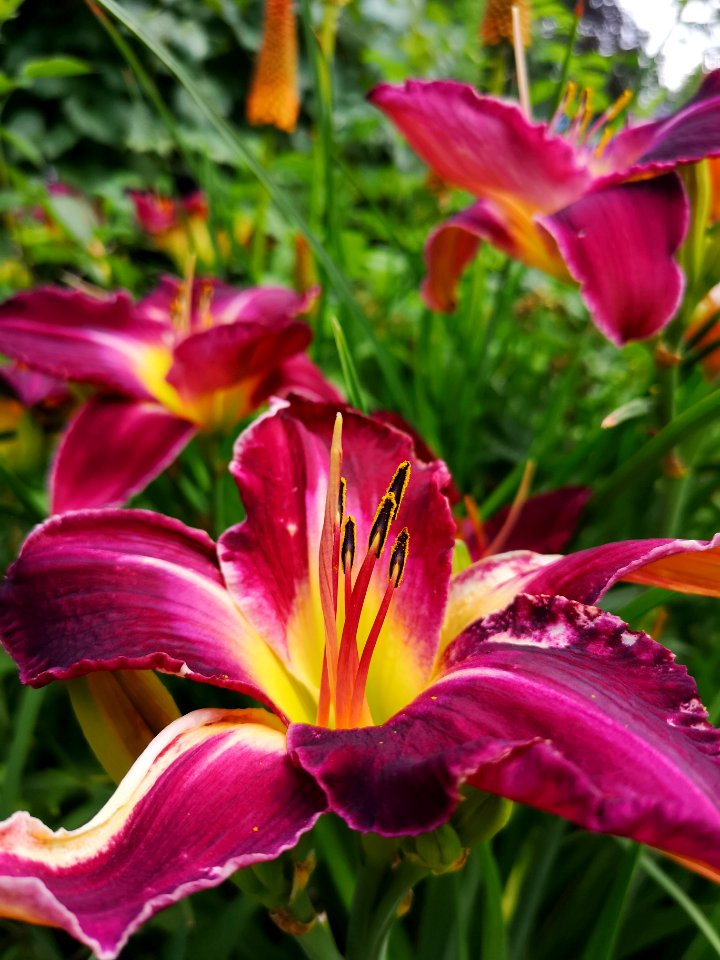 Daylilies (Hemerocallis hybrid) photo