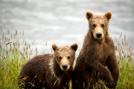 Kodiak bear
