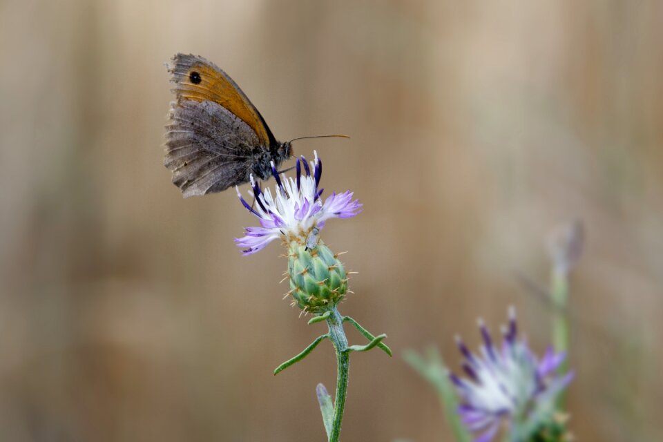 Butterfly fauna nature