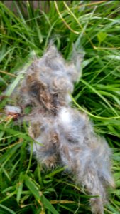 The bunny fur I pulled out of the blueberry/strawberry bed. Looked like it was going to nest there (I saw it digging) then chose elsewhere. I saw 4 babies! photo