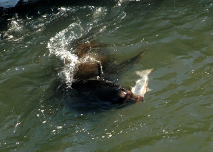 1751 california sealion wright odfw photo