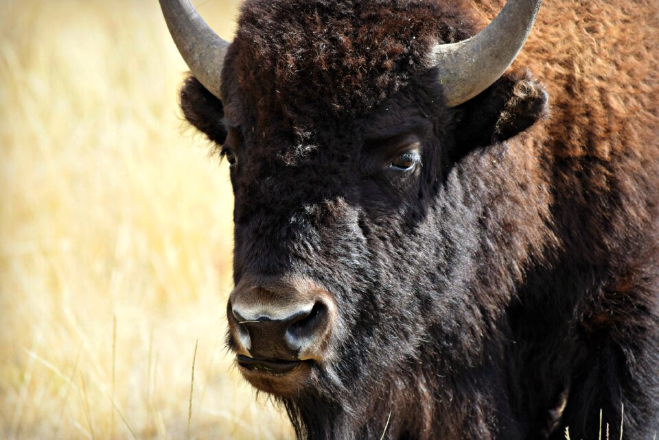 Bison wyoming national