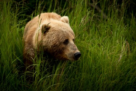 Kodiak bear