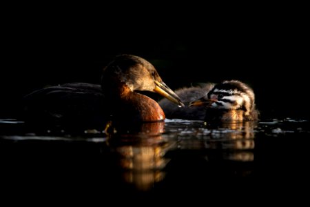 Red-necked grebe parent and chick photo