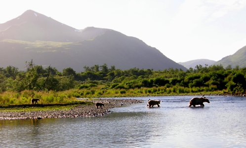 Bear family at Thumb River