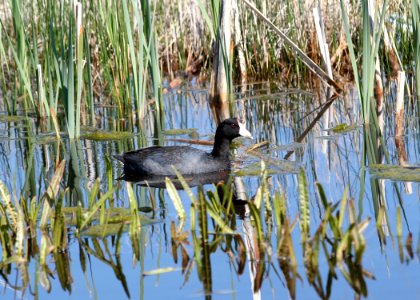 4402 american coot munsel odfw