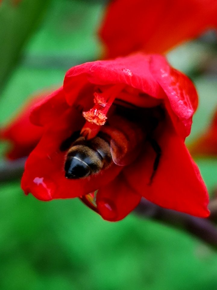 Honeybee visiting montbretia (Crocosmia 'Lucifer')
