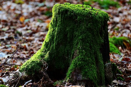 Forest green nature