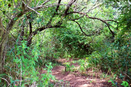 Swaziland