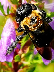 Carpenter bee Xylocopa virginica with pollen visiting dragonhead Dracocephalum moldavica flowers photo