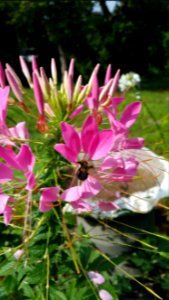 Cleome with bee photo