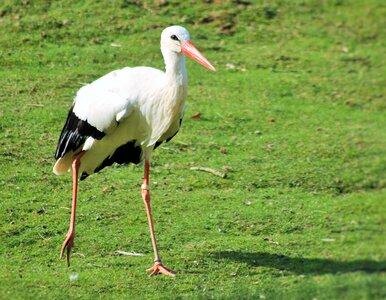 Birds animal picture nature
