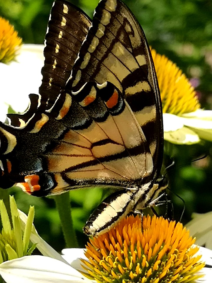 Canadian tiger swallowtail butterfly (Papilio canadensis) visiting coneflower (Echinacea 'PowWow White')