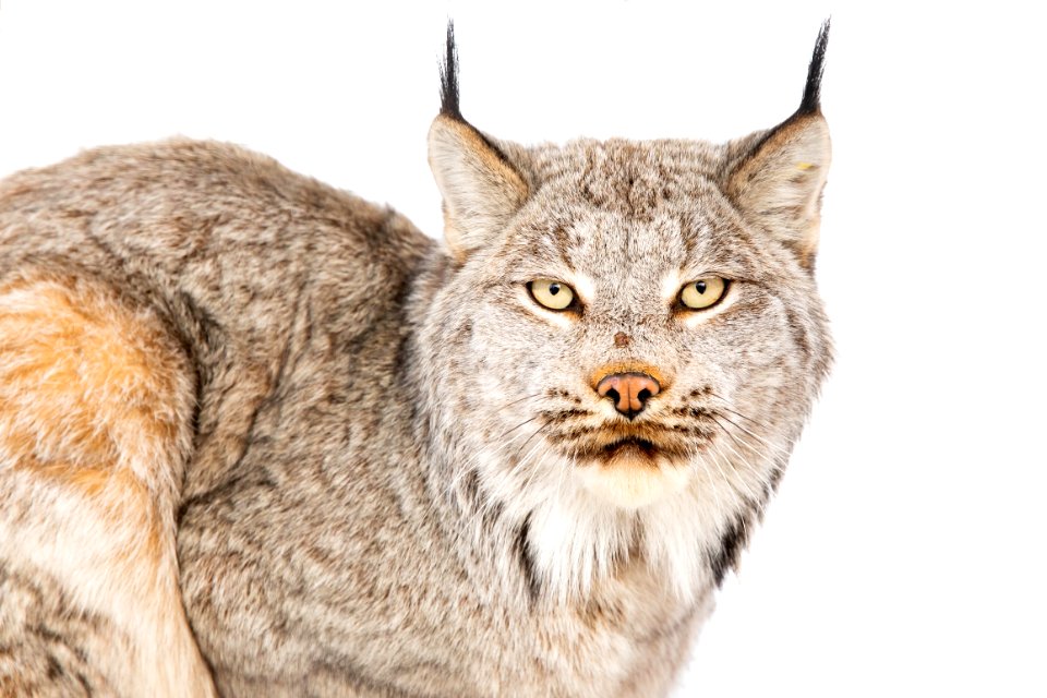 Lynx Project At Yukon Flats National Wildlife Refuge