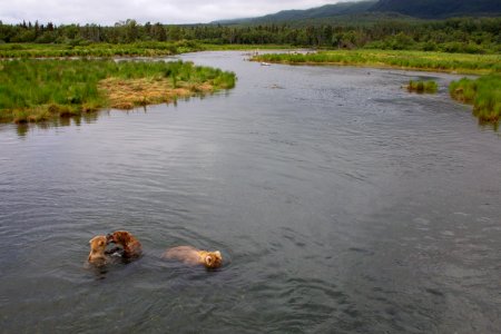 Brown bears in river photo