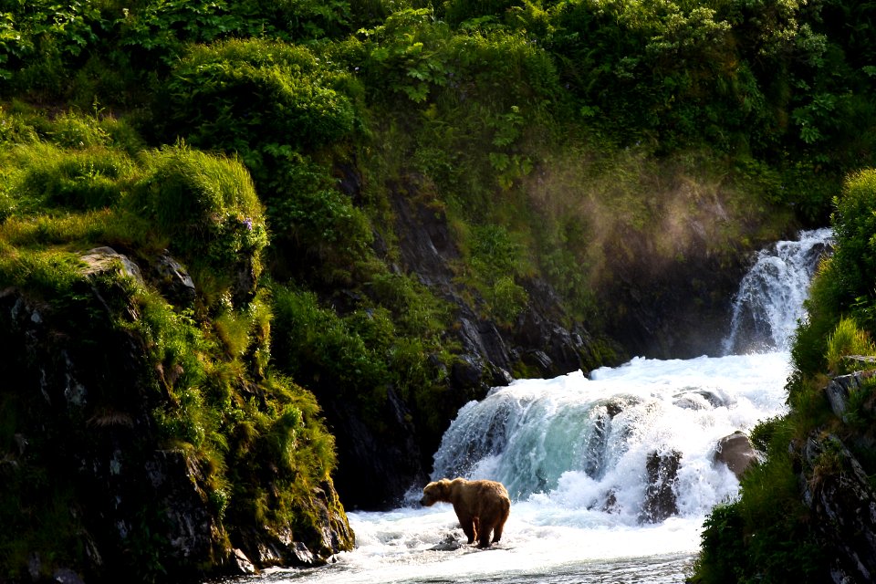 Kodiak brown bear in Dog Salmon Falls