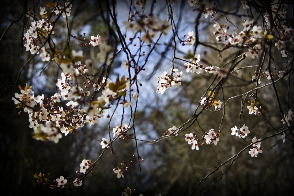 Flowers nature spring