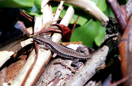 A sunbathing common wall lizard (Podarcis muralis)