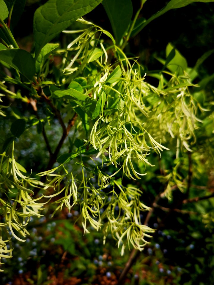 Fringetree (Chionanthus virginicus)