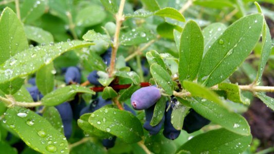 Edible honeysuckle
