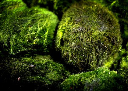 Zebra Mussels and Moss Balls