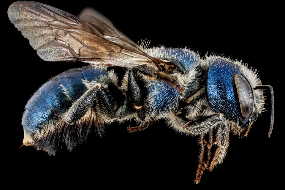 Osmia texana, female, side, Carroll County, MD 2013-10-30-14.41.44 ZS PMax