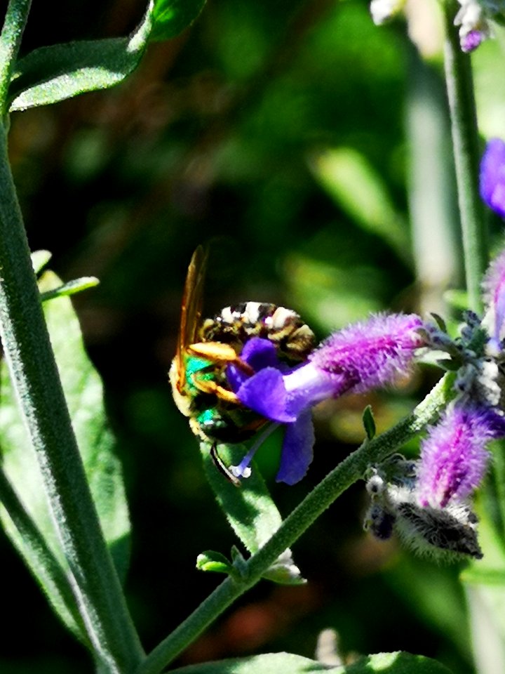 Sweat bee visiting Russian sage