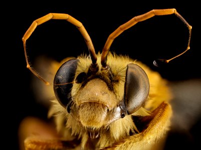 Trichocerapis species, m, face, brazil 2014-08-05-07.37.14 ZS PMax photo