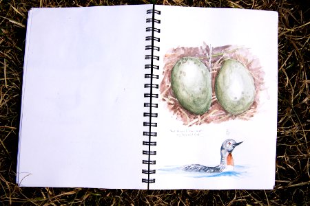 Arctic Bird Fest 2019