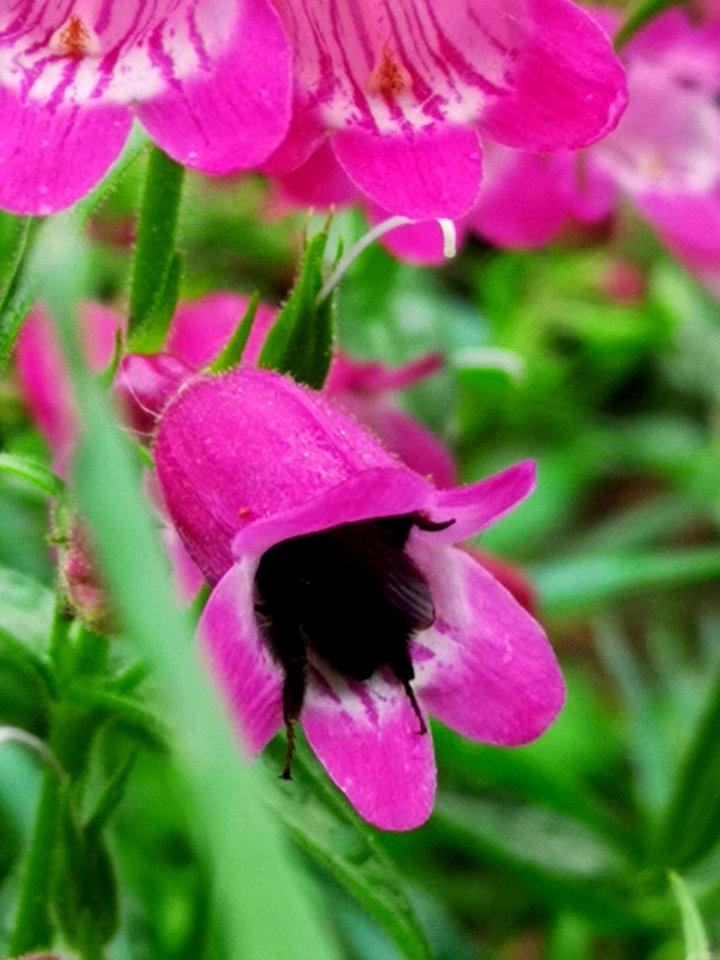 Bumblebee visiting Penstemon Red Rocks photo