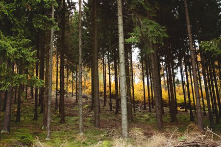 Aspen birch spruce
