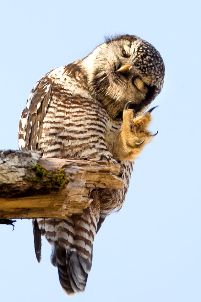 Northern Hawk Owl photo