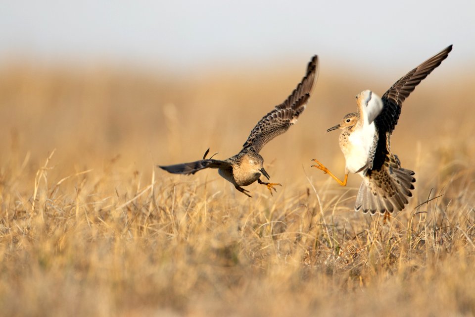 Buff-breasted sandpiper fight