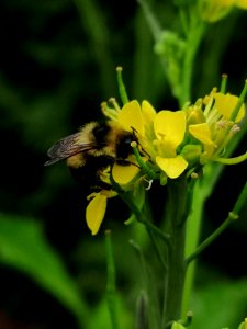 Bumblebee visiting mustard flowers Brassica juncea