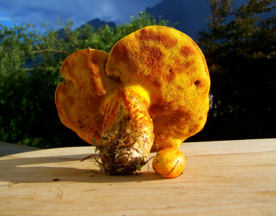 Mushroom yellow nature