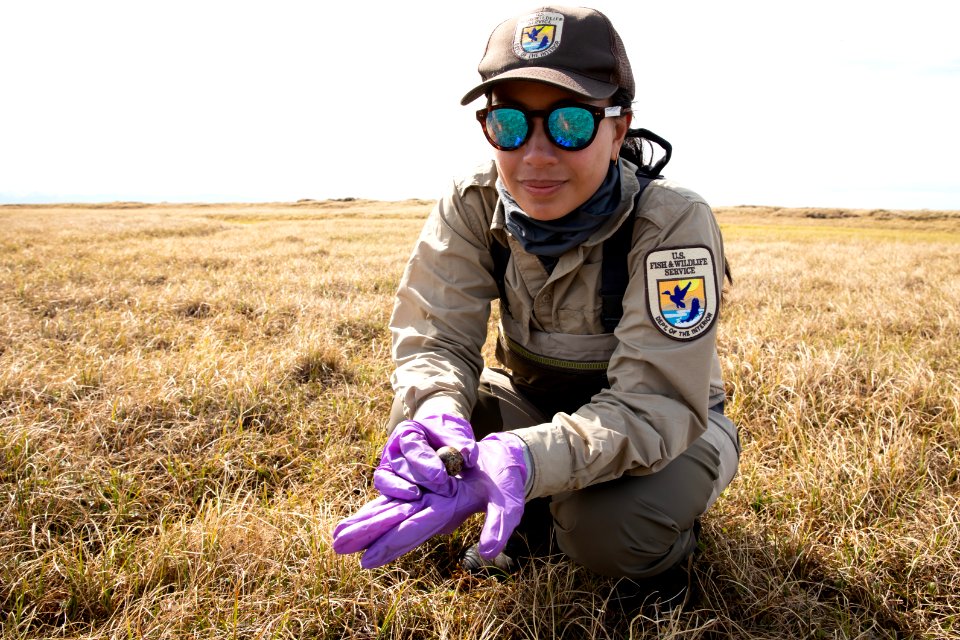 Biologists check shorebird eggs for signs of hatch - Arctic Bird Fest 2019