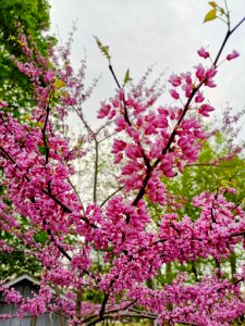 Redbud photo